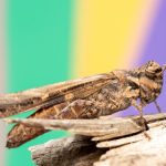 Close-up of a brown grasshopper on wood with a colorful blurred background.