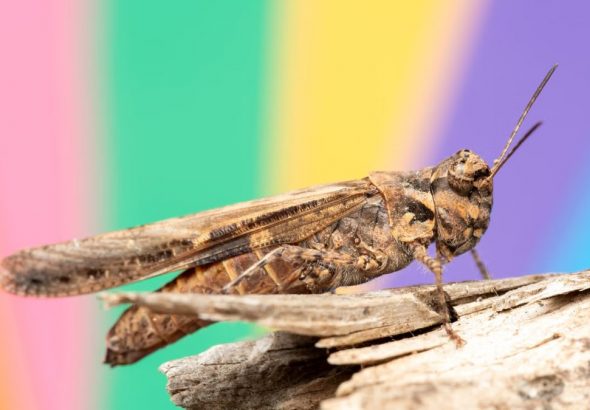 Close-up of a brown grasshopper on wood with a colorful blurred background.