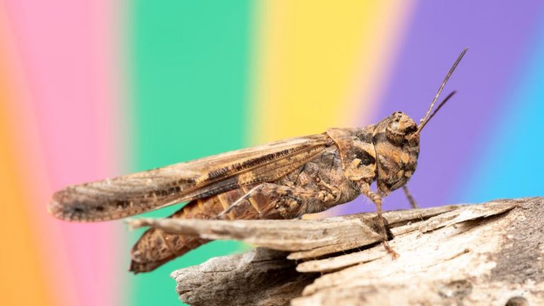Close-up of a brown grasshopper on wood with a colorful blurred background.